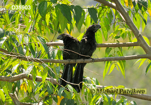 Smooth-billed Ani (Crotophaga ani)